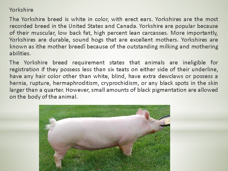 Yorkshire  The Yorkshire breed is white in color, with erect ears. Yorkshires are